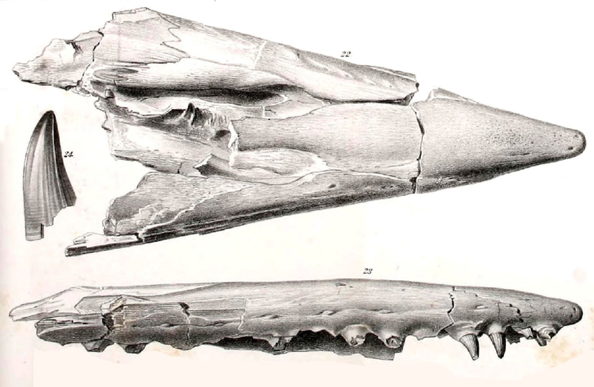 File:MCZ 4374 skull.png