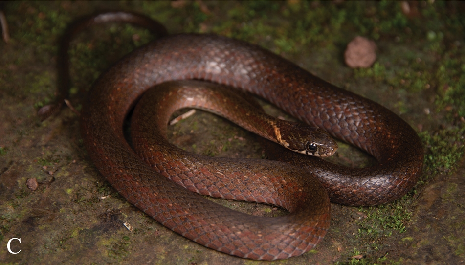 File:Hebius maximus, adult female, Mt Emei, Sichuan, China.jpg