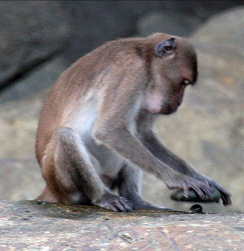 File:Macaca fascicularis aurea using a stone tool - journal.pone.0072872.g002f.png