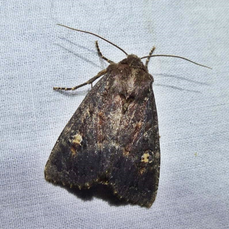 File:Apamea dubitans 002.jpg