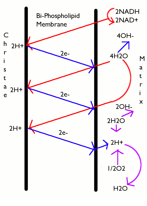 File:Electrontrans.png