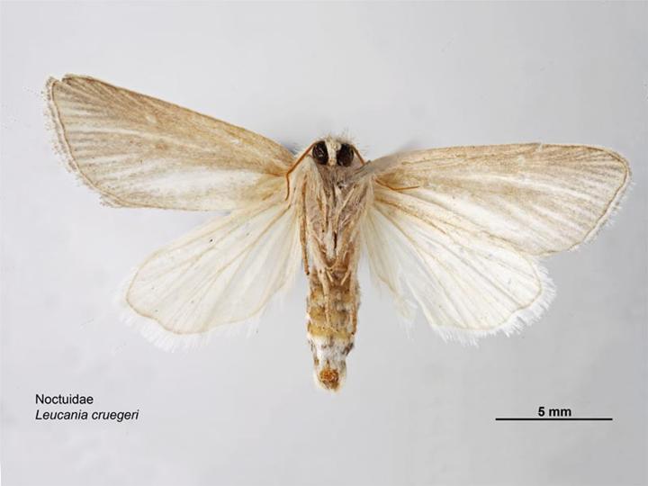 File:Leucania cruegeri ventral.jpg