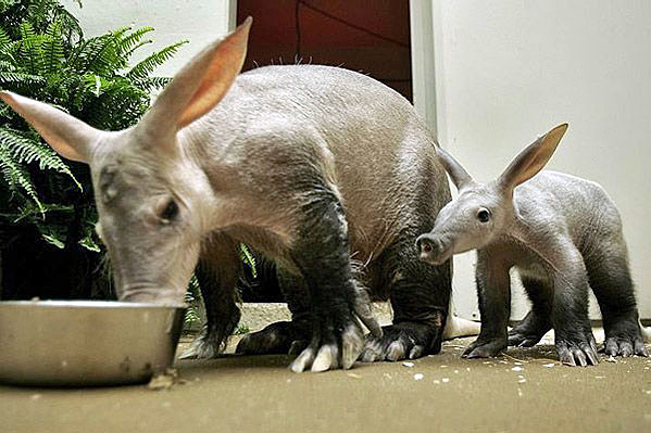 File:Aardvarks.jpg
