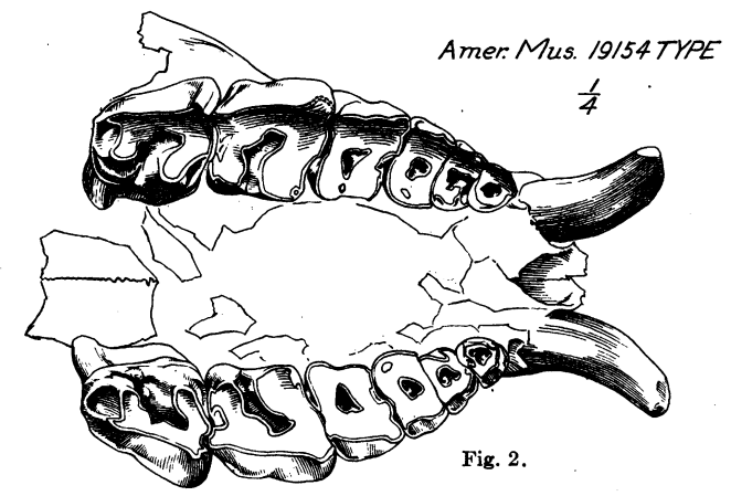 File:Cadurcodon type, palate.png