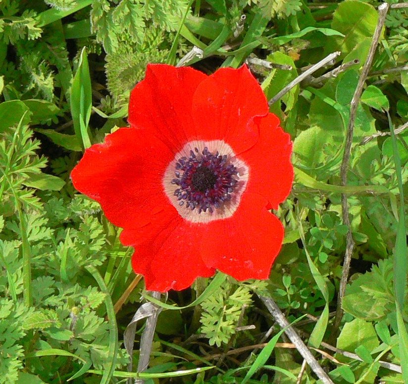 File:Calanit004.jpg