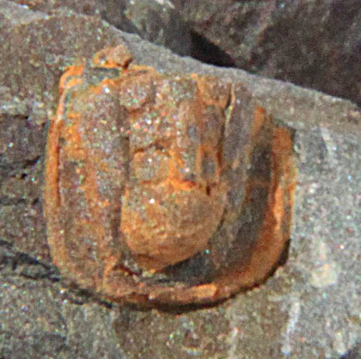 File:Condylopyge rex pygidium II.jpg