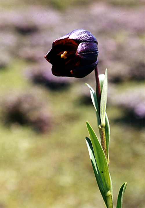 File:Lilium souliei.jpg