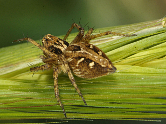 File:Oxyopes heterophthalmus.jpg