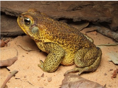 File:Rhinella cerradensis.jpg
