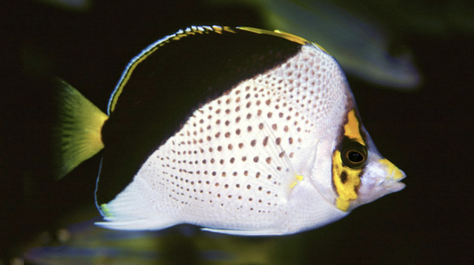File:Tinkers butterflyfish.png