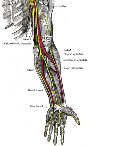 File:Nerve Conduction Velocity Calculation.gif
