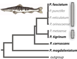 File:Pseudoplatystoma Species.jpg