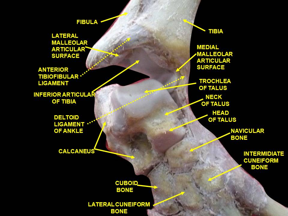 File:Slide4CEC3.JPG