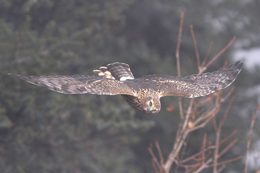 File:Hen Harrier Lungthu Pangolakha Wildlife Sanctuary East Sikkim India 08.11.2015.jpg
