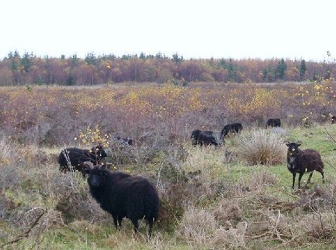 File:Soay sheep.jpg