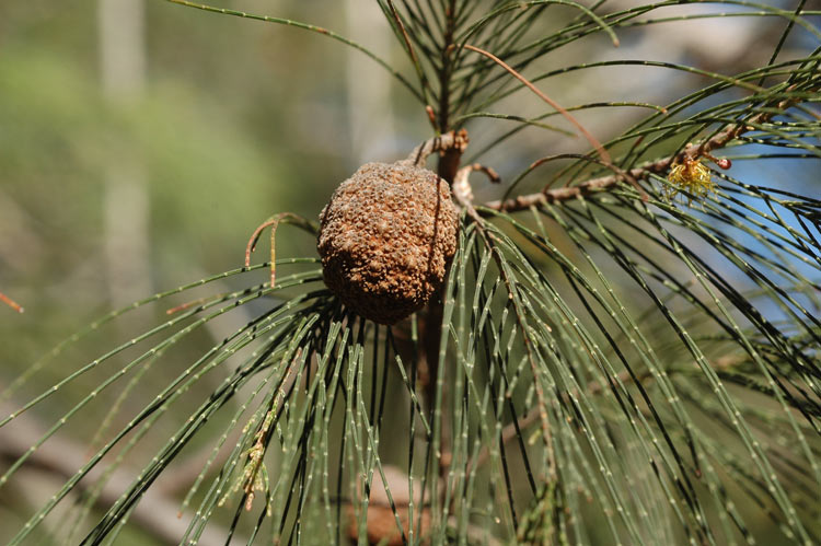 File:Allocasuarina torulosa fruit.jpg