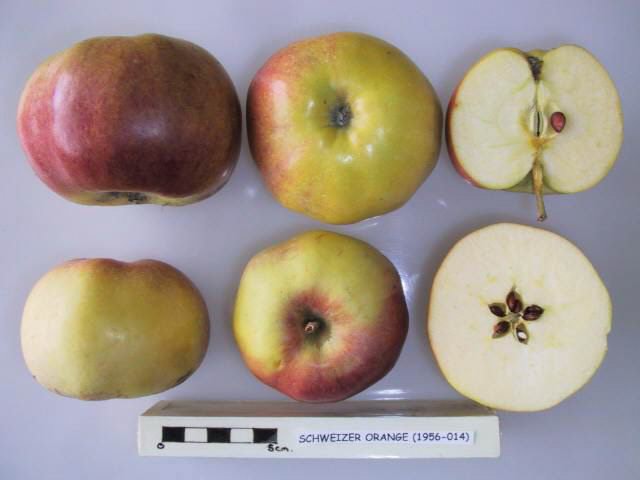 File:Cross section of Schweizer Orange, National Fruit Collection (acc. 1956-014).jpg