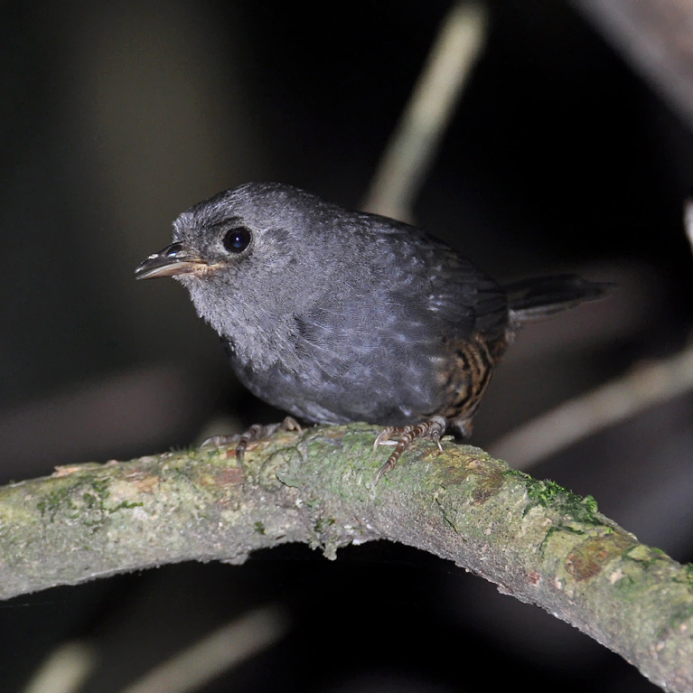 File:Planalto tapaculo Scytalopus pachecoi.jpg
