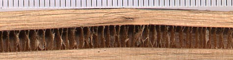 File:Walnut pith.jpg