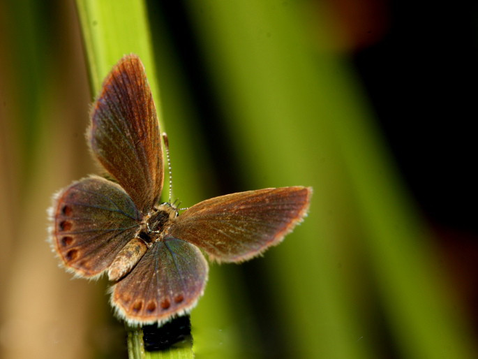 File:Grass jewel UP 2008 12 19 Koodaranji 999 142 (3239566693).jpg