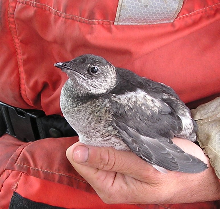 File:Kittlitzs murrelet.jpg