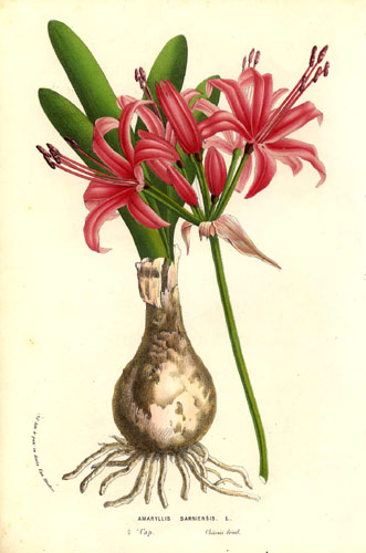 File:Nerine sarniensis (1856).jpg