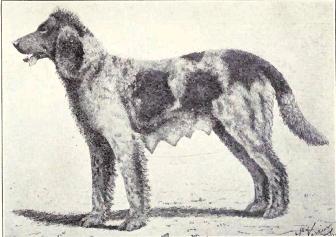 File:Setter of Pont-Audemer from 1915.JPG