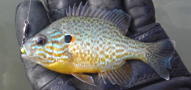 File:Young pumpkinseed sunfish.jpg