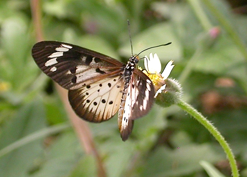 File:Acraea encedon HotMarina 2012-01-21.jpg