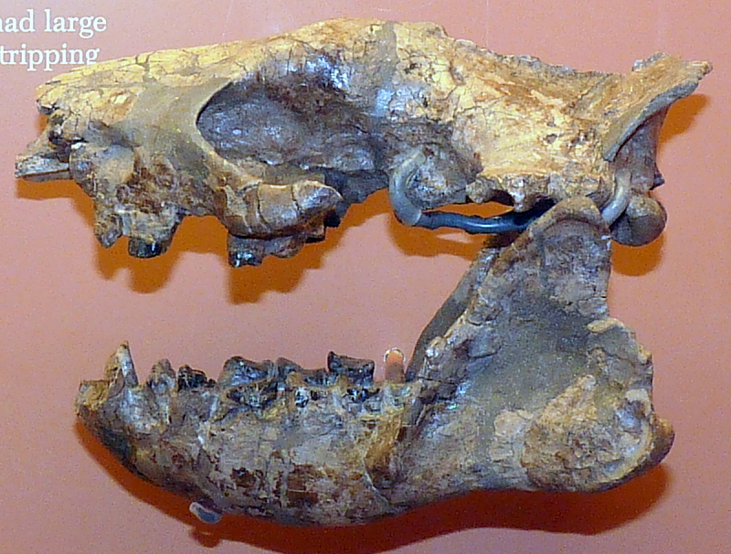 File:Conoryctes comma.jpg