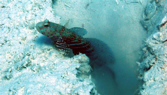 File:Cryptocentrus caeruleopunctatus.jpg