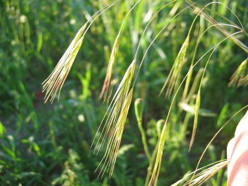 File:Bromus sterilis detail.jpeg