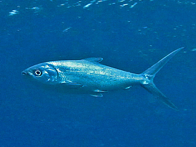 File:Chanidae - Chanos chanos.JPG