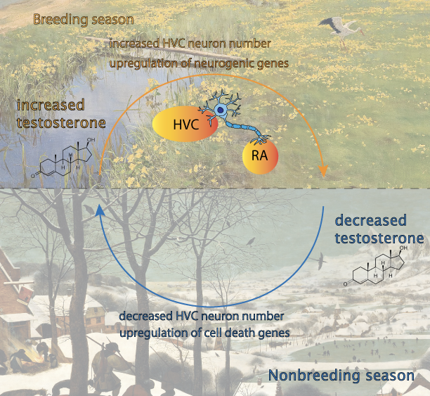 File:Image for seasonality.png
