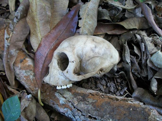 File:Vervet skull side Ilanda.JPG