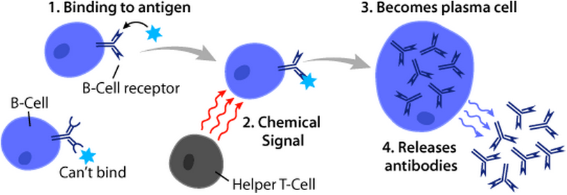 File:B cell function.png
