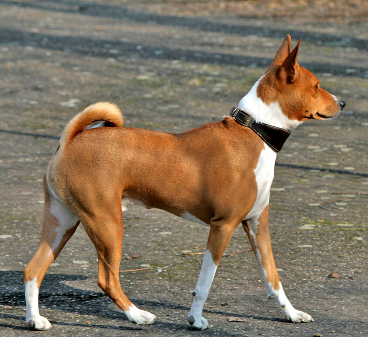File:Basenji Profile (loosercrop).jpg