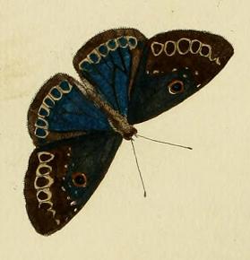 File:Eurybia lamia.JPG