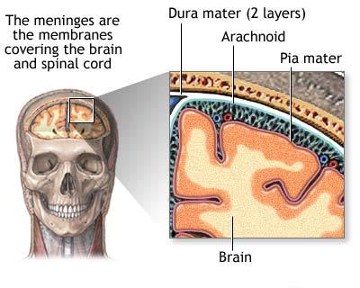 File:Meninges diagram.jpg