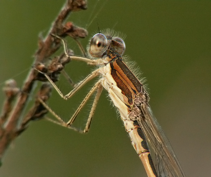 File:Sympecma fusca male detail.JPG