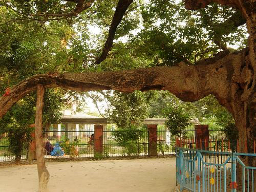 File:Parijat-tree-at-Kintoor-Barabanki-003.jpg