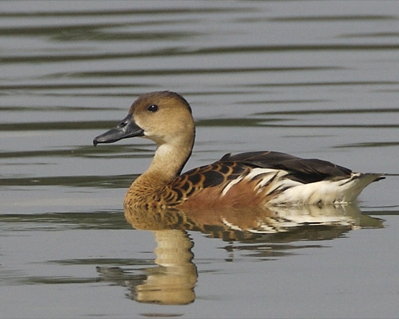 File:Wandering Whistling Duck, Nusa Dua, Bali, Indonesia 1.jpg