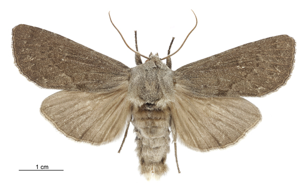 File:Graphania nullifera male.jpg