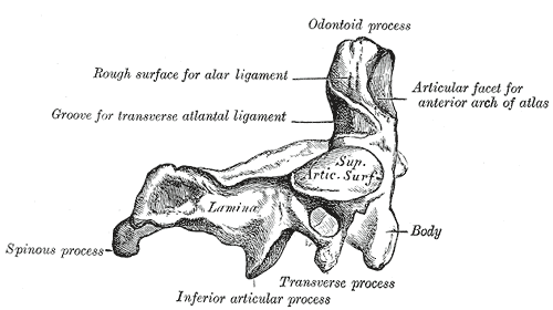 File:Gray88.png