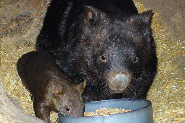 File:A235, Ballarat Wildlife Park, Ballarat, Australia, wombats, 2007.JPG