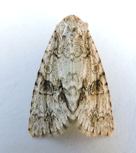 File:Acronicta beameri.jpg