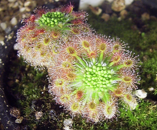 File:DroseraRoseanaGemmae.jpg