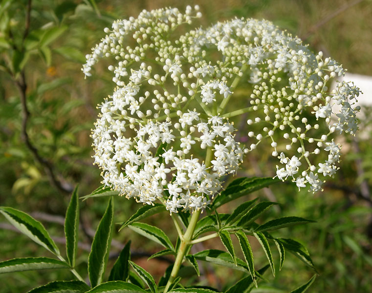 File:Sambucus canadensis W IMG 3144.jpg