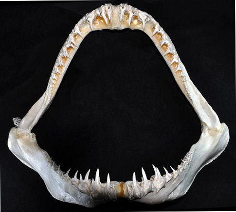 File:Carcharias taurus jaws.jpg