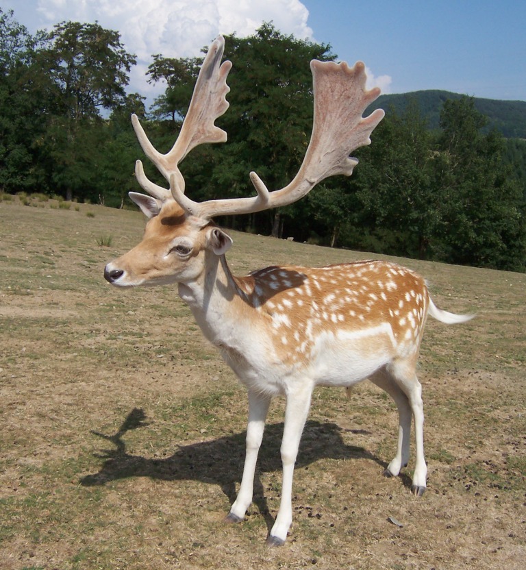 File:Dama dama8.JPG